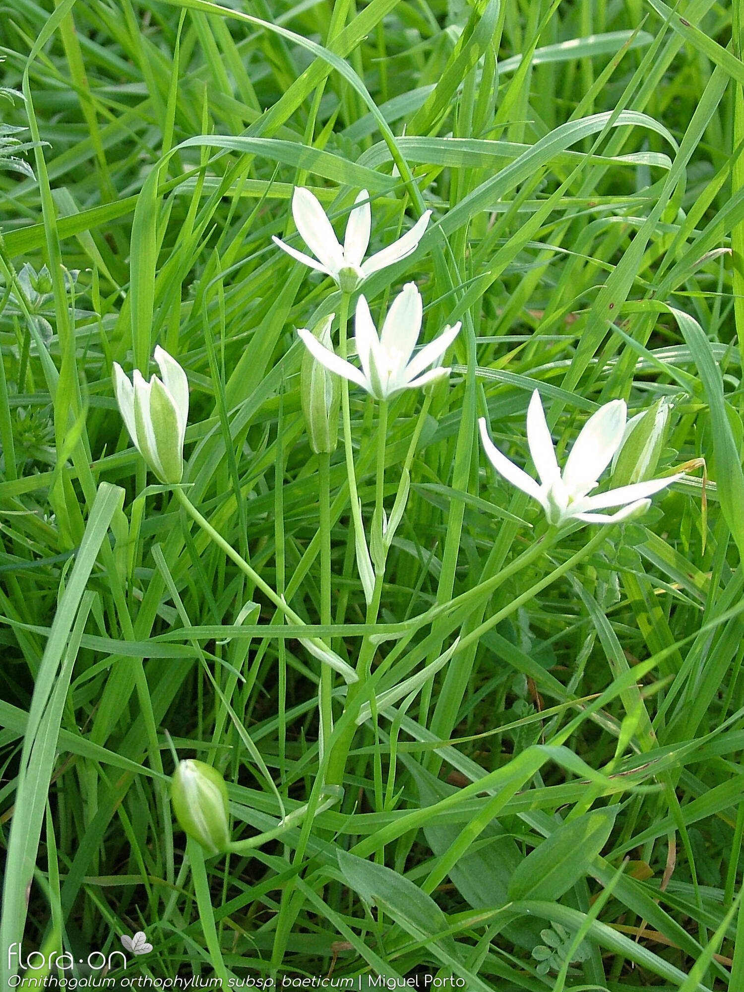 Ornithogalum orthophyllum-(1) baeticum - Hábito | Miguel Porto; CC BY-NC 4.0