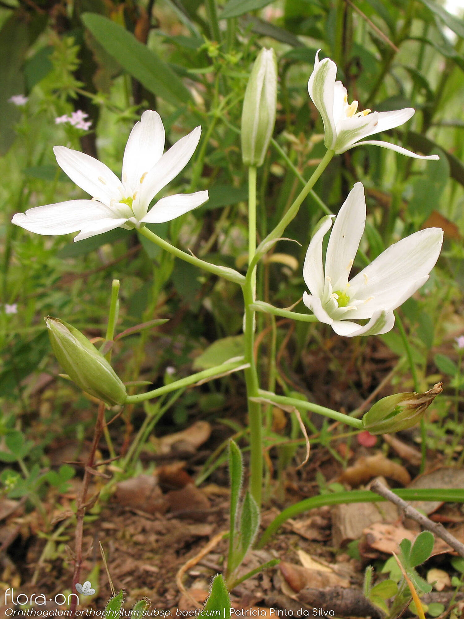 Ornithogalum orthophyllum-(1) baeticum - Hábito | Patrícia Pinto da Silva; CC BY-NC 4.0