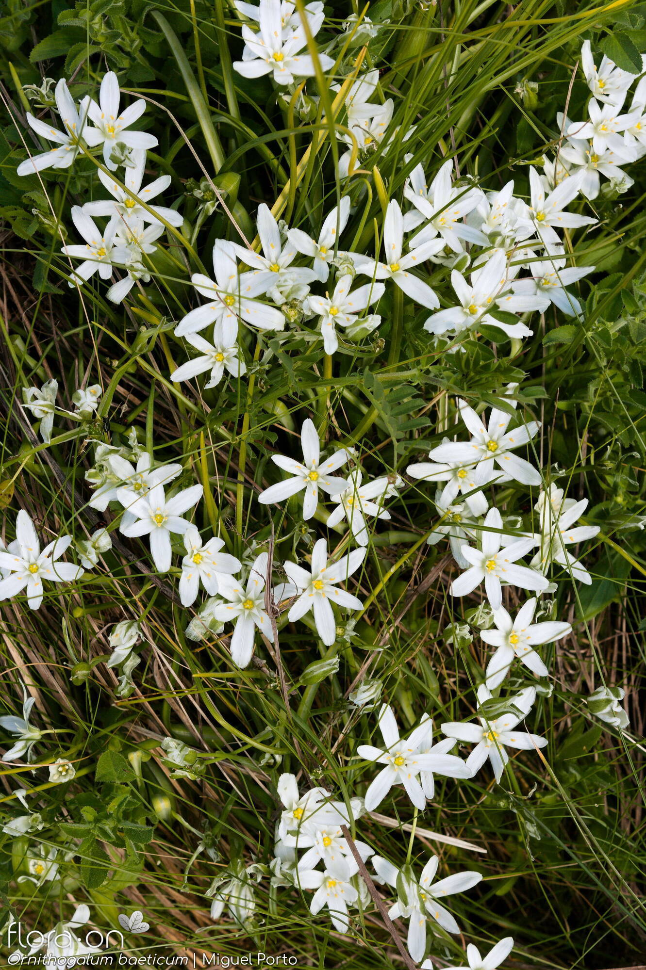 Ornithogalum orthophyllum-(1) baeticum - Flor (geral) | Miguel Porto; CC BY-NC 4.0
