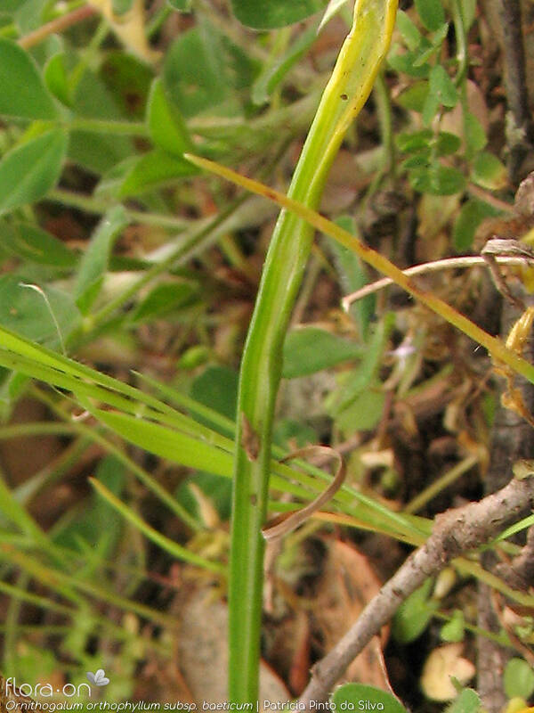 Ornithogalum orthophyllum-(1) baeticum - Folha | Patrícia Pinto da Silva; CC BY-NC 4.0