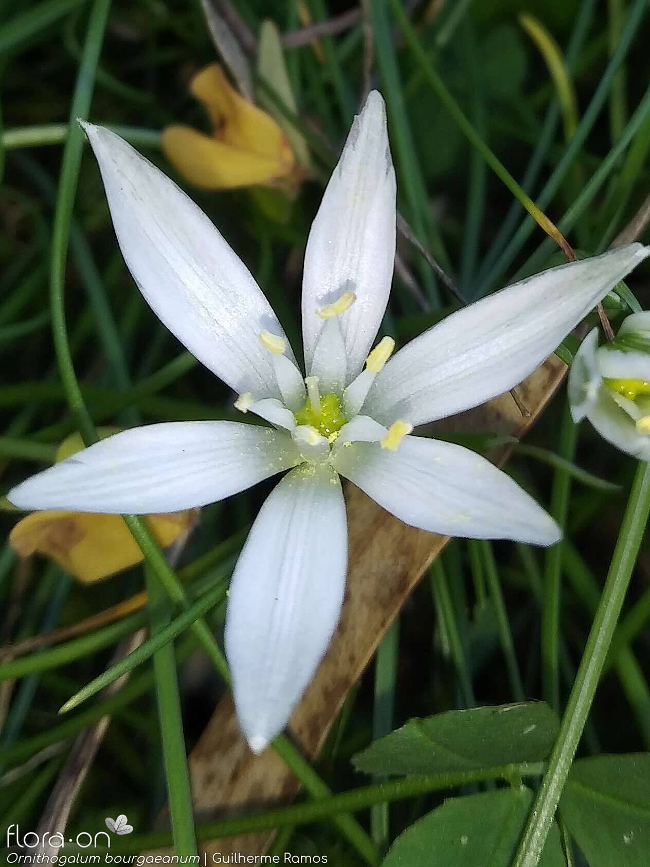 Ornithogalum orthophyllum-(1) baeticum - Flor (close-up) | Guilherme Ramos; CC BY-NC 4.0