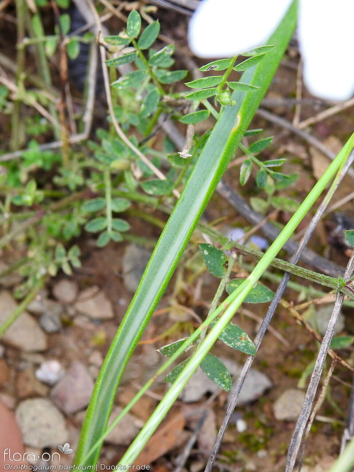 Ornithogalum orthophyllum-(1) baeticum - Folha | Duarte Frade; CC BY-NC 4.0
