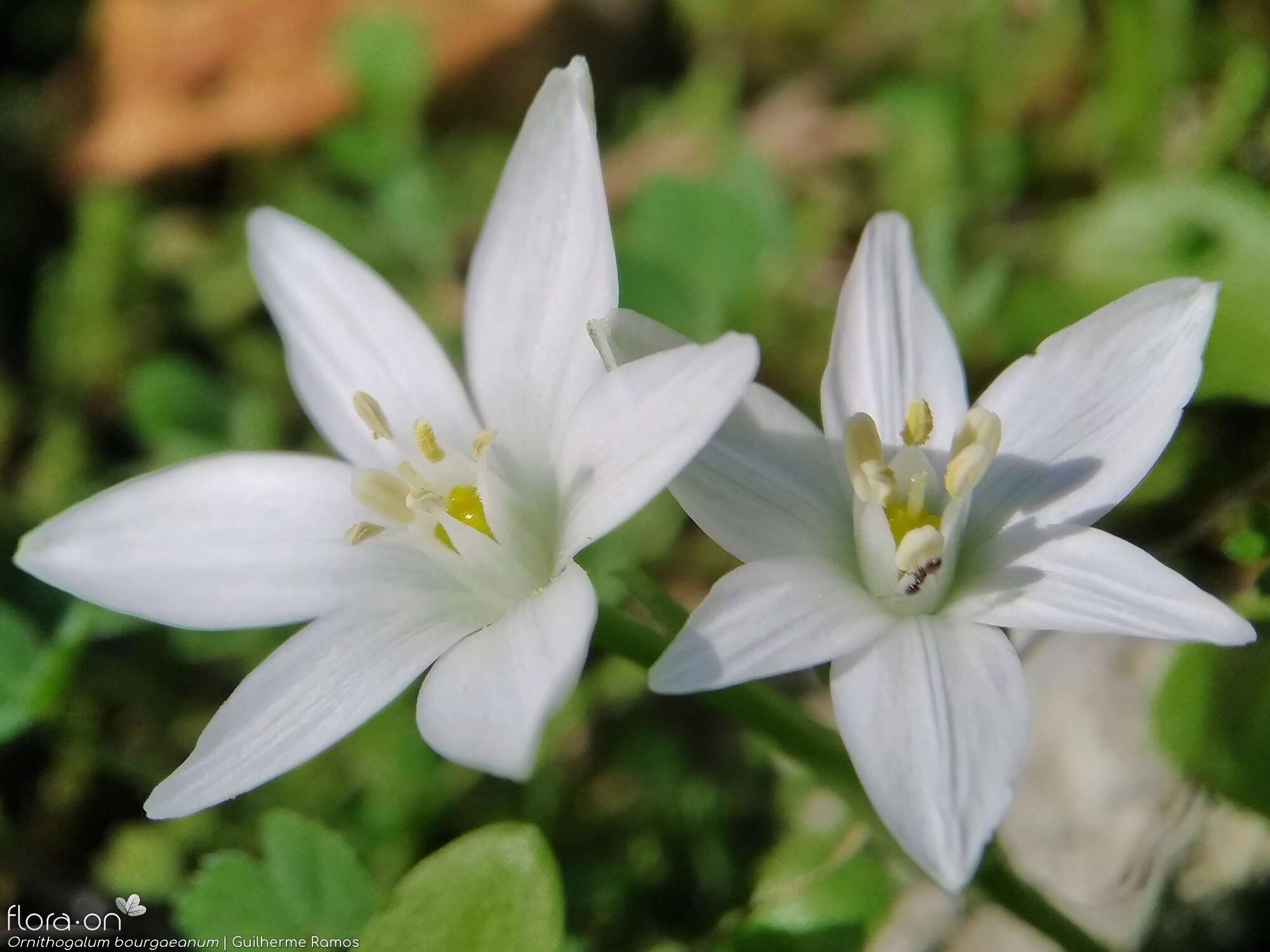 Ornithogalum orthophyllum-(1) baeticum - Flor (close-up) | Guilherme Ramos; CC BY-NC 4.0