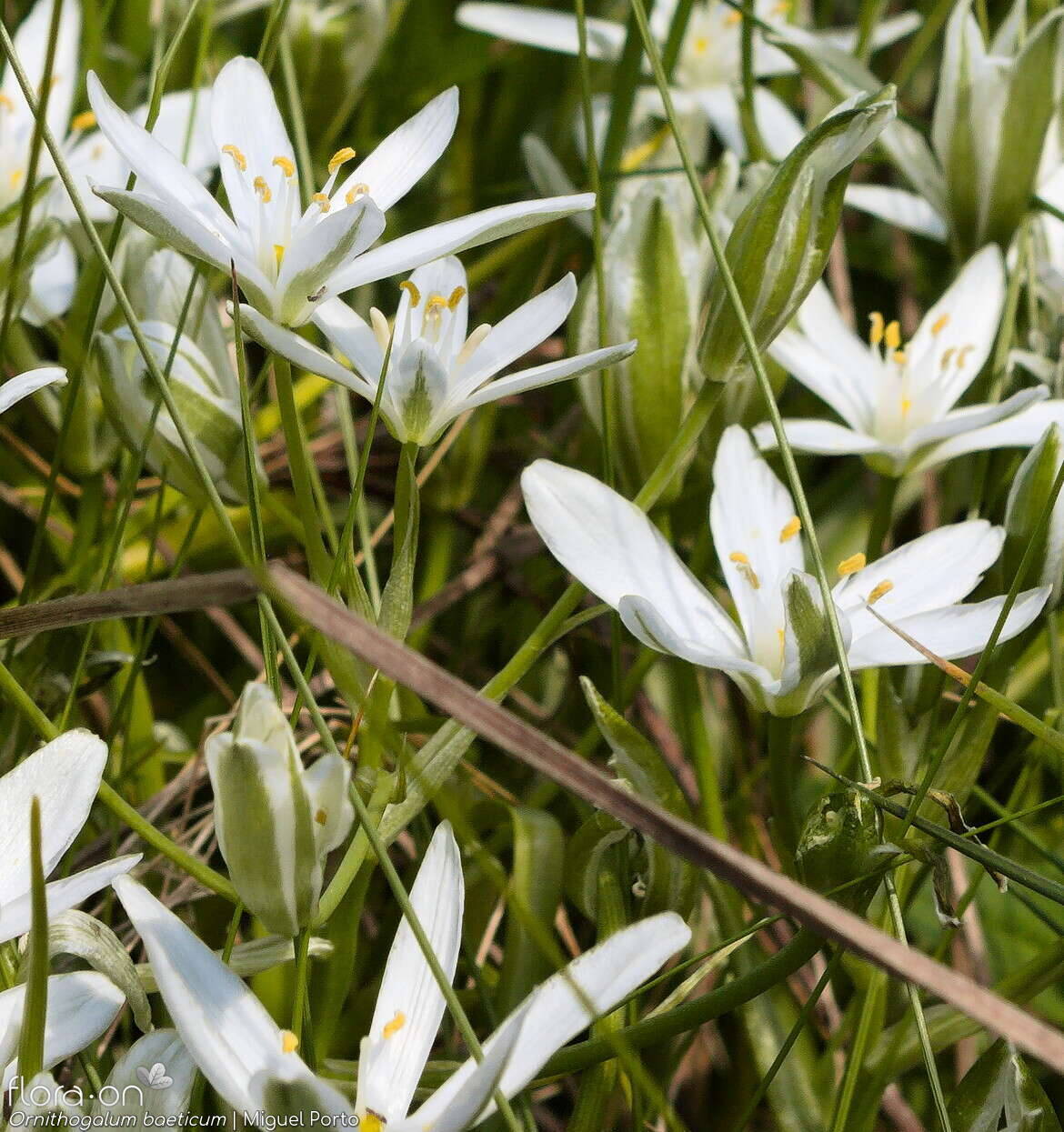 Ornithogalum orthophyllum-(1) baeticum - Flor (geral) | Miguel Porto; CC BY-NC 4.0