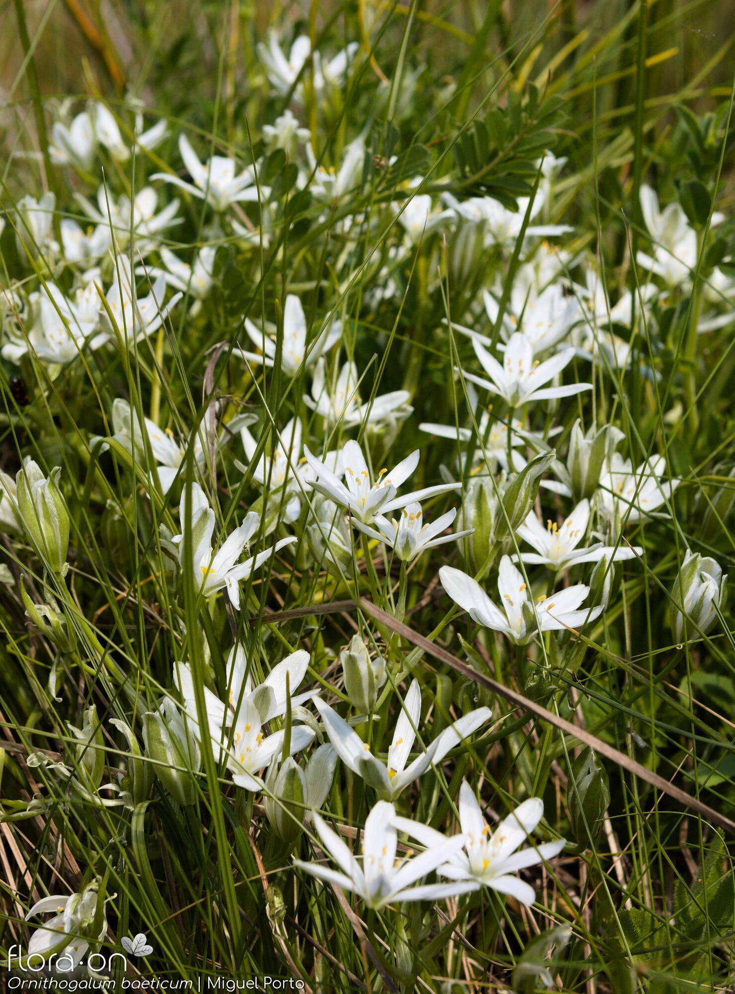 Ornithogalum orthophyllum-(1) baeticum - Flor (geral) | Miguel Porto; CC BY-NC 4.0