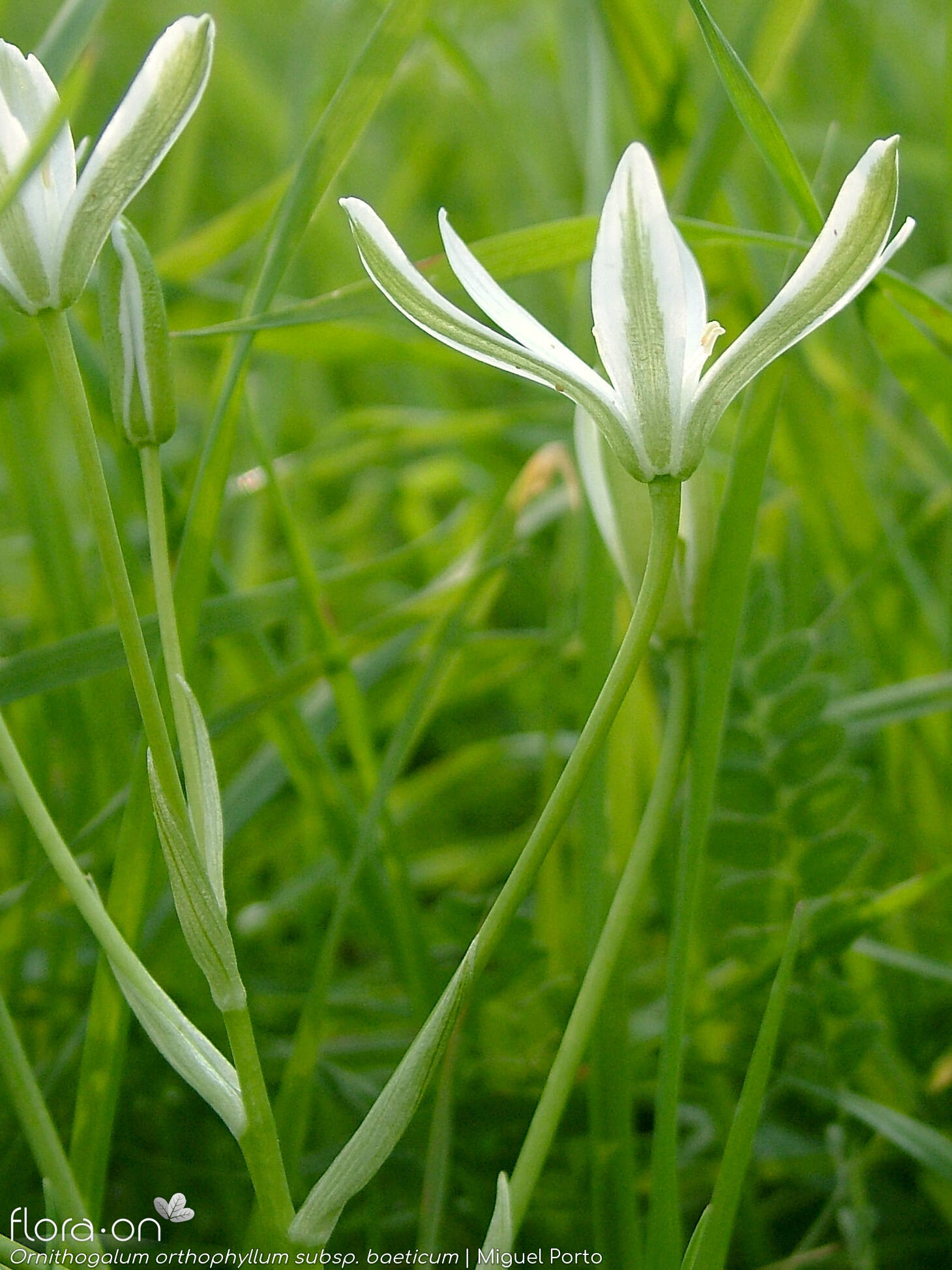 Ornithogalum orthophyllum-(1) baeticum - Flor (geral) | Miguel Porto; CC BY-NC 4.0