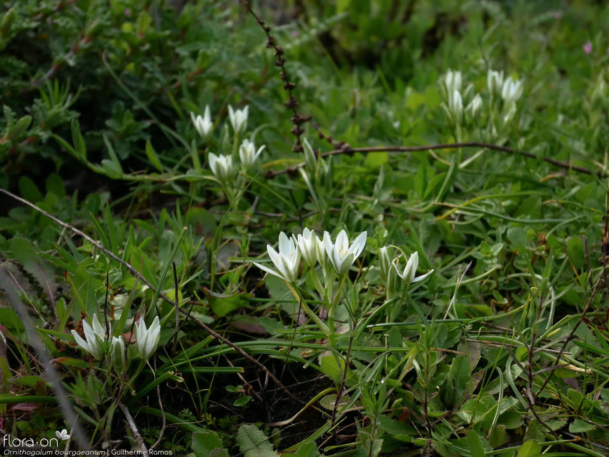 Ornithogalum orthophyllum-(1) baeticum - Habitat | Guilherme Ramos; CC BY-NC 4.0