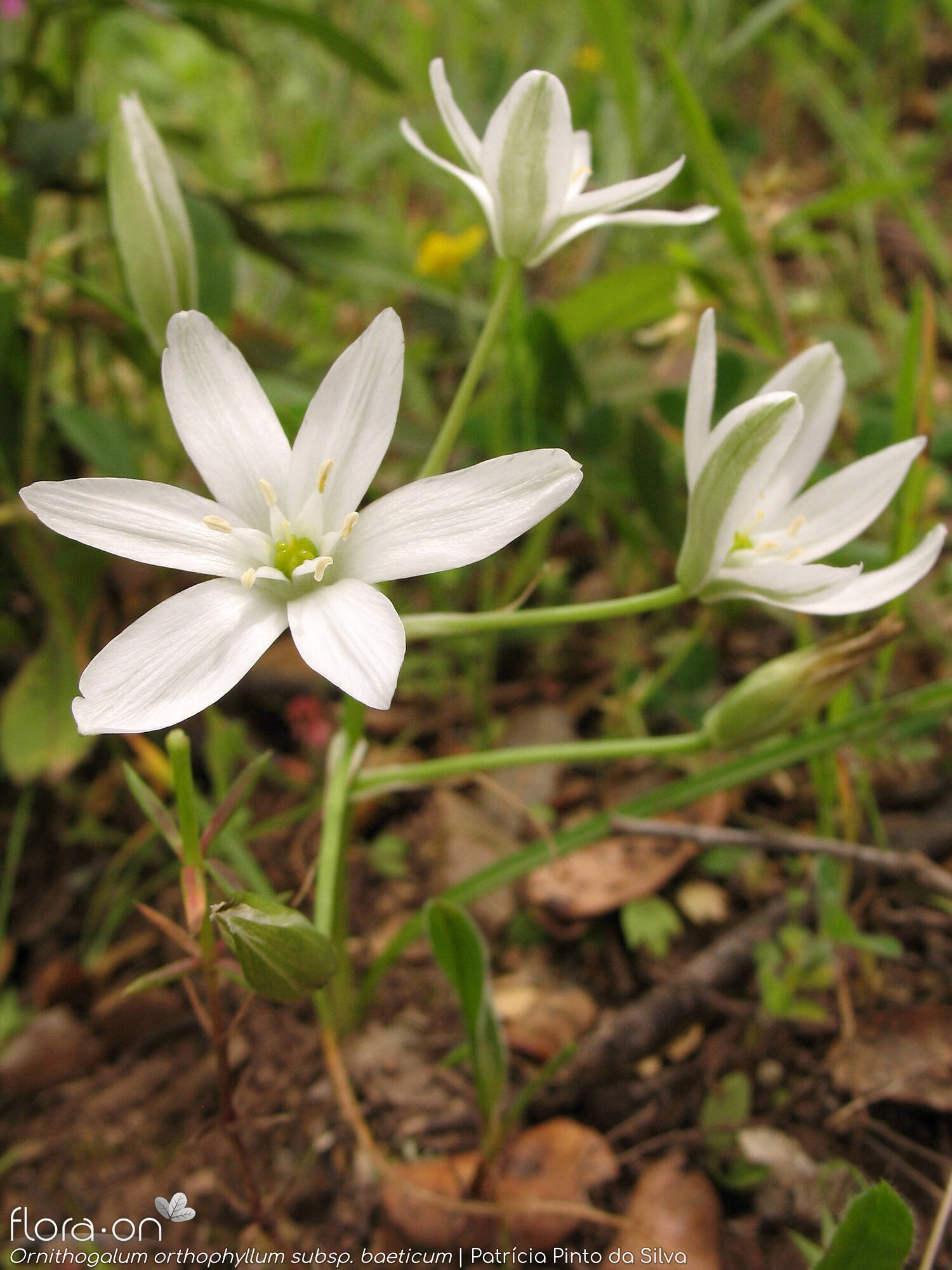 Ornithogalum orthophyllum-(1) baeticum - Flor (geral) | Patrícia Pinto da Silva; CC BY-NC 4.0