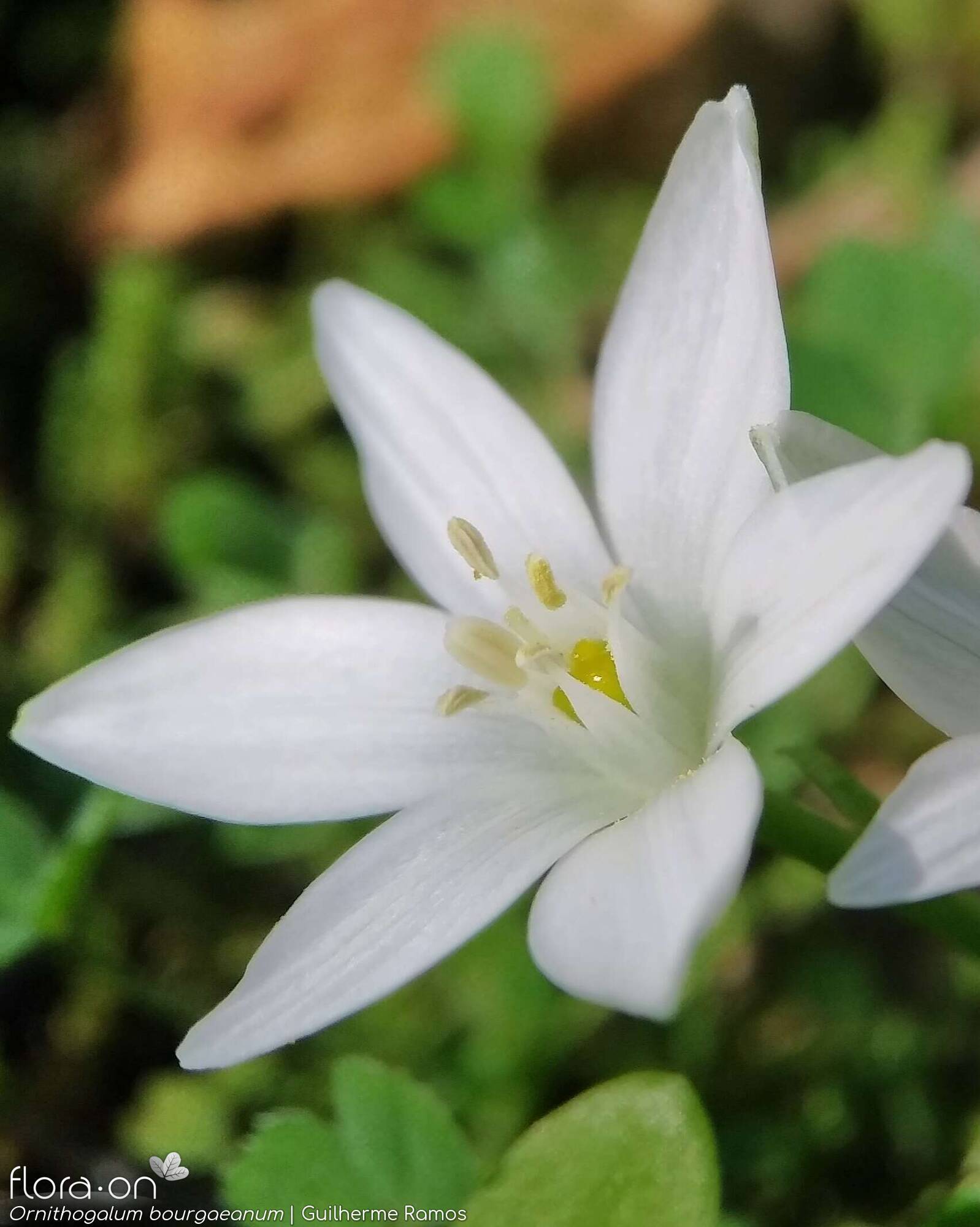 Ornithogalum orthophyllum-(1) baeticum - Flor (close-up) | Guilherme Ramos; CC BY-NC 4.0