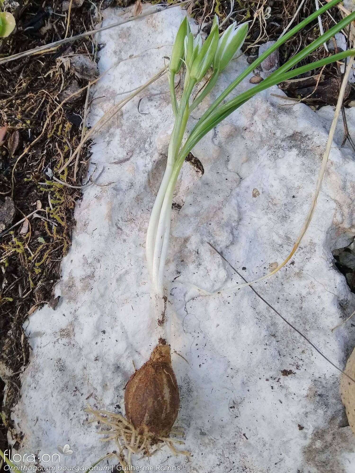 Ornithogalum orthophyllum-(1) baeticum - Hábito | Guilherme Ramos; CC BY-NC 4.0