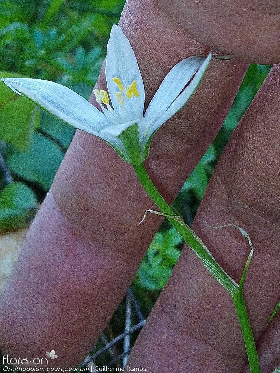 Ornithogalum orthophyllum-(1) baeticum - Flor (close-up) | Guilherme Ramos; CC BY-NC 4.0