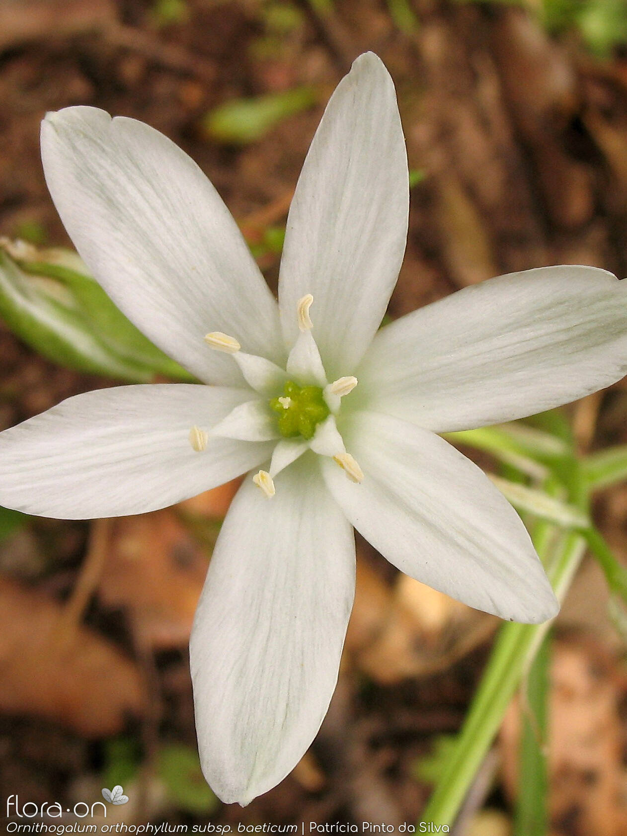 Ornithogalum orthophyllum-(1) baeticum - Flor (close-up) | Patrícia Pinto da Silva; CC BY-NC 4.0