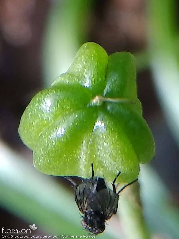 Ornithogalum orthophyllum-(1) baeticum - Fruto | Guilherme Ramos; CC BY-NC 4.0