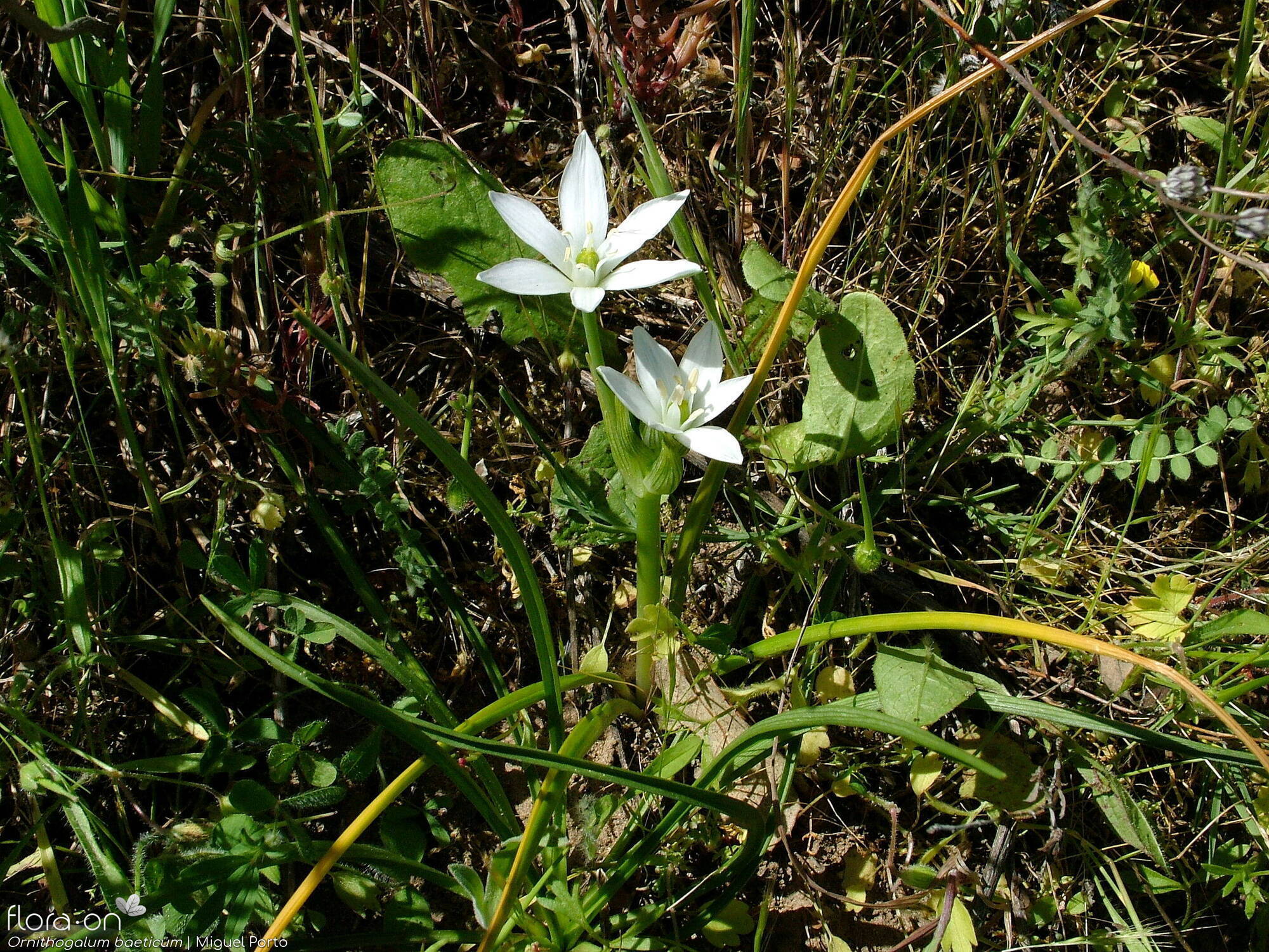 Ornithogalum orthophyllum-(1) baeticum - Hábito | Miguel Porto; CC BY-NC 4.0