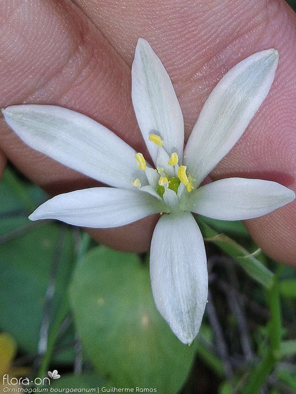Ornithogalum orthophyllum-(1) baeticum - Flor (close-up) | Guilherme Ramos; CC BY-NC 4.0
