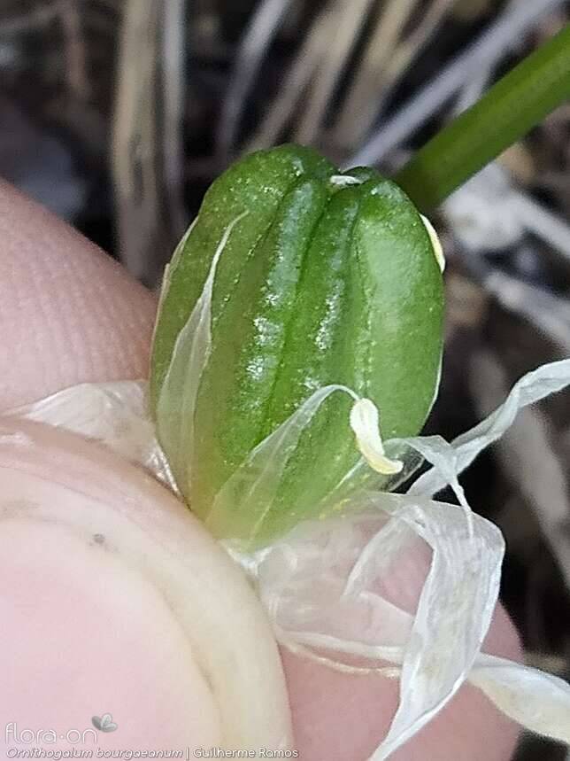 Ornithogalum orthophyllum-(1) - Fruto | Guilherme Ramos; CC BY-NC 4.0