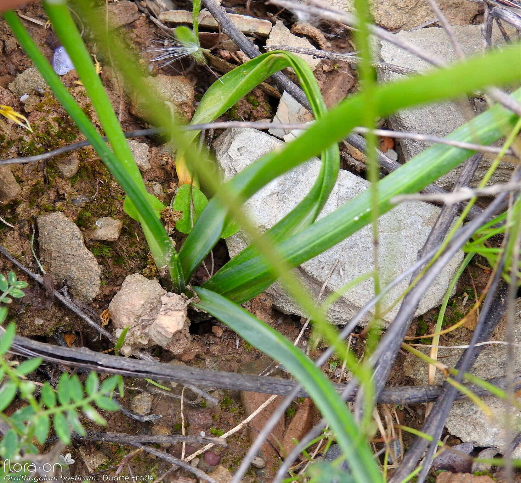 Ornithogalum orthophyllum-(1) - Folha (geral) | Duarte Frade; CC BY-NC 4.0