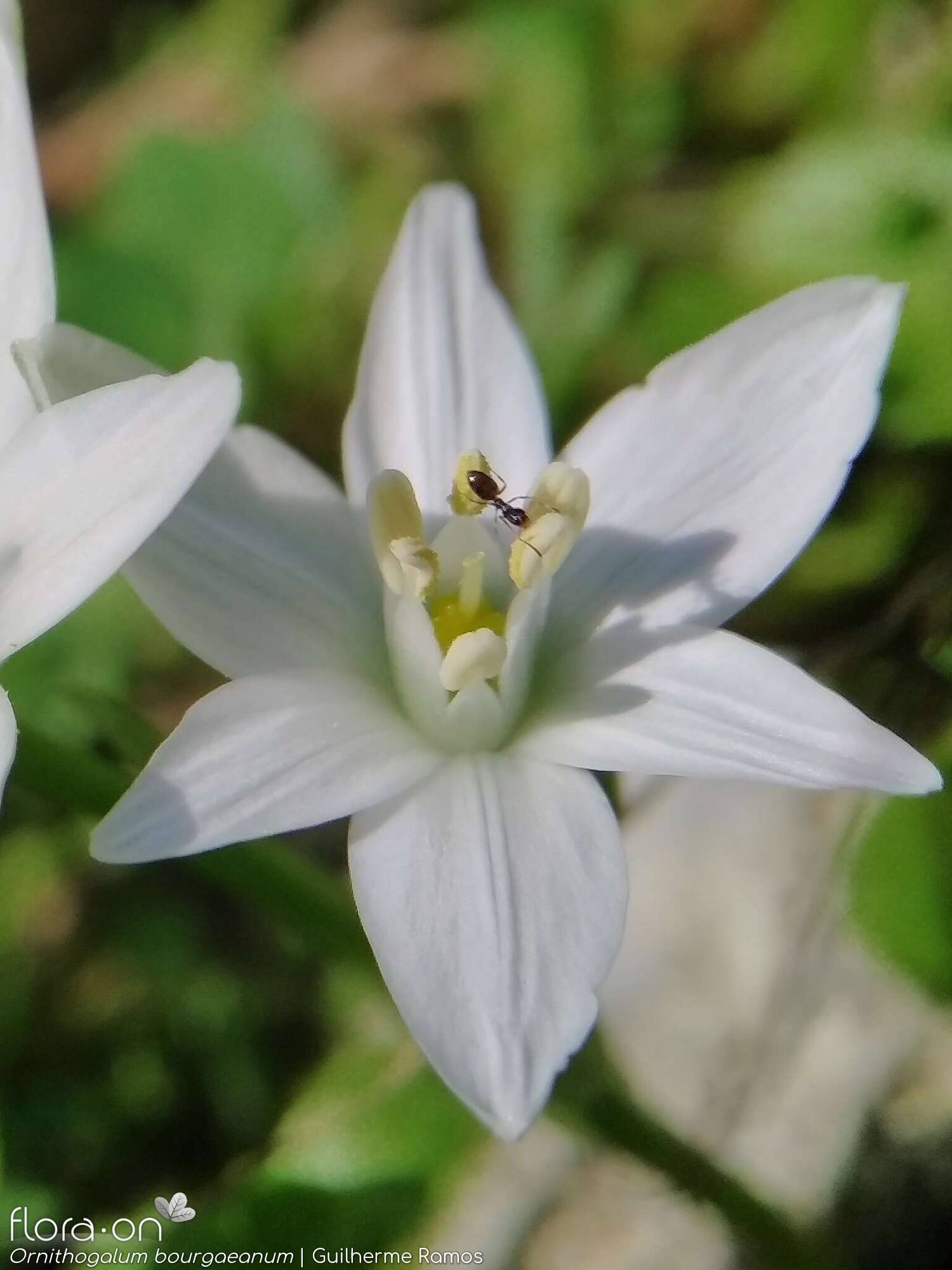Ornithogalum orthophyllum-(1) - Flor (close-up) | Guilherme Ramos; CC BY-NC 4.0