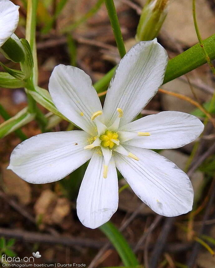 Ornithogalum orthophyllum-(1) - Flor (close-up) | Duarte Frade; CC BY-NC 4.0