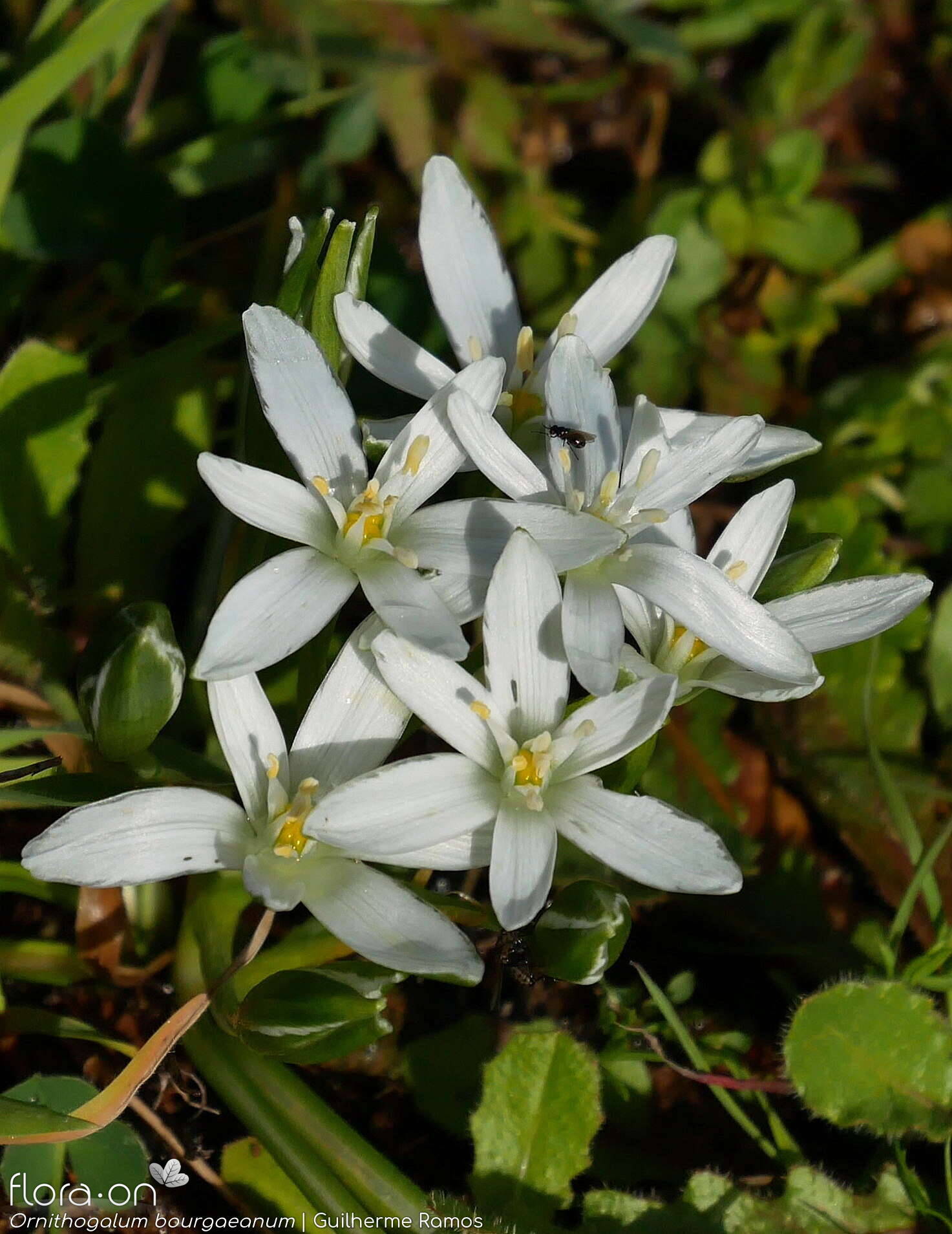 Ornithogalum orthophyllum-(1) - Flor (geral) | Guilherme Ramos; CC BY-NC 4.0