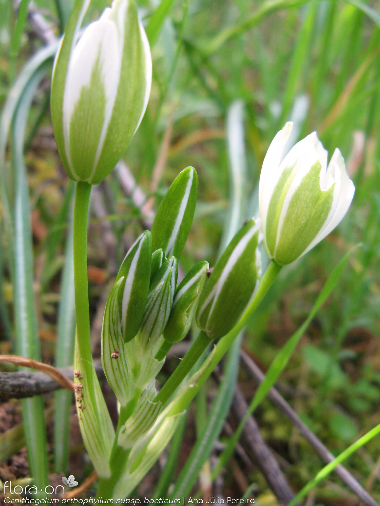 Ornithogalum orthophyllum-(1) - Flor (geral) | Ana Júlia Pereira; CC BY-NC 4.0