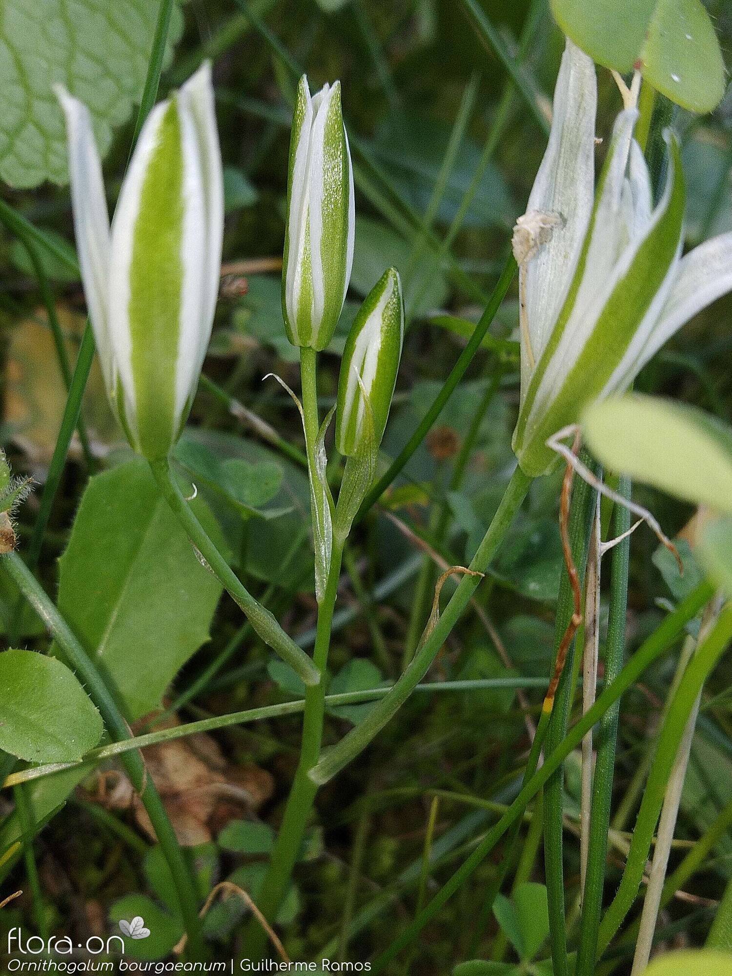 Ornithogalum orthophyllum-(1) - Flor (geral) | Guilherme Ramos; CC BY-NC 4.0