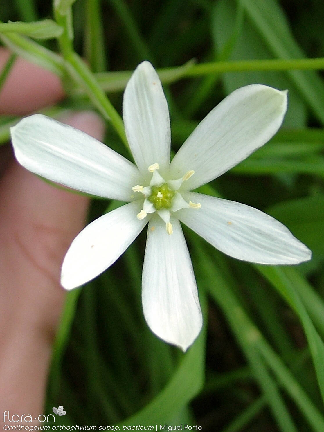 Ornithogalum orthophyllum-(1) - Flor (close-up) | Miguel Porto; CC BY-NC 4.0