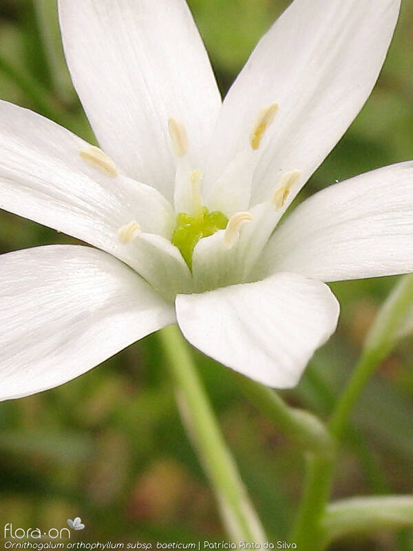 Ornithogalum orthophyllum-(1) - Estruturas reprodutoras | Patrícia Pinto da Silva; CC BY-NC 4.0
