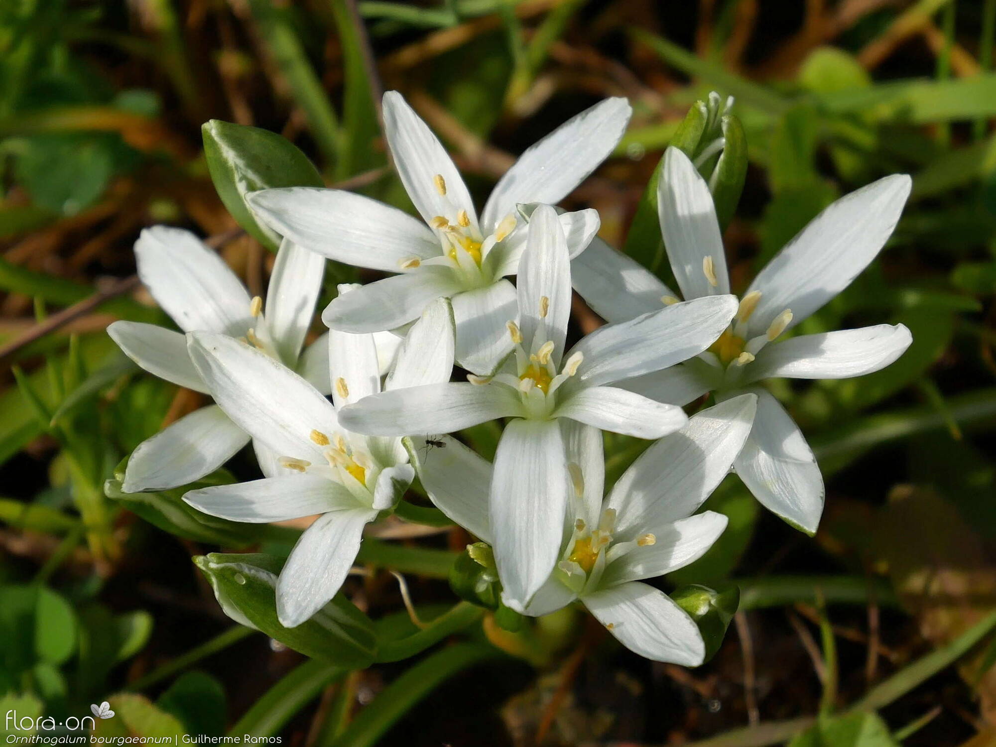 Ornithogalum orthophyllum-(1) - Flor (geral) | Guilherme Ramos; CC BY-NC 4.0