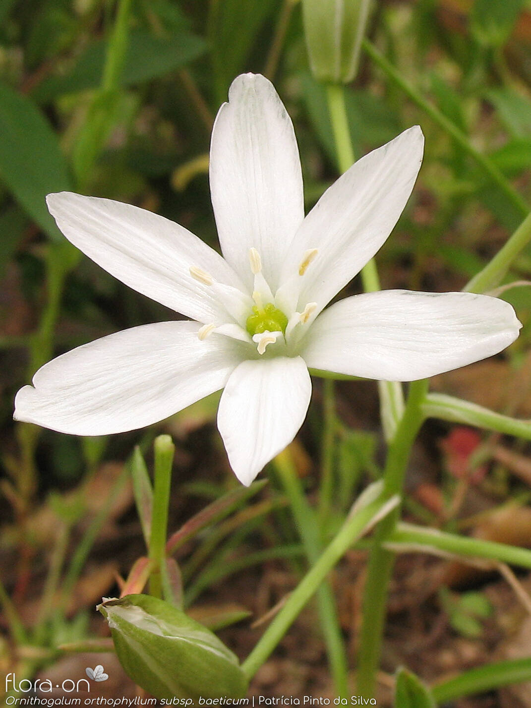 Ornithogalum orthophyllum-(1) - Flor (close-up) | Patrícia Pinto da Silva; CC BY-NC 4.0