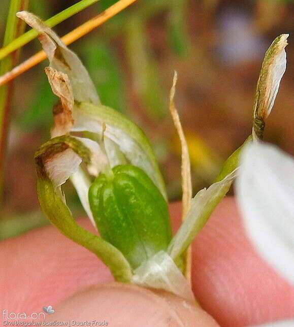 Ornithogalum orthophyllum-(1) - Fruto | Duarte Frade; CC BY-NC 4.0