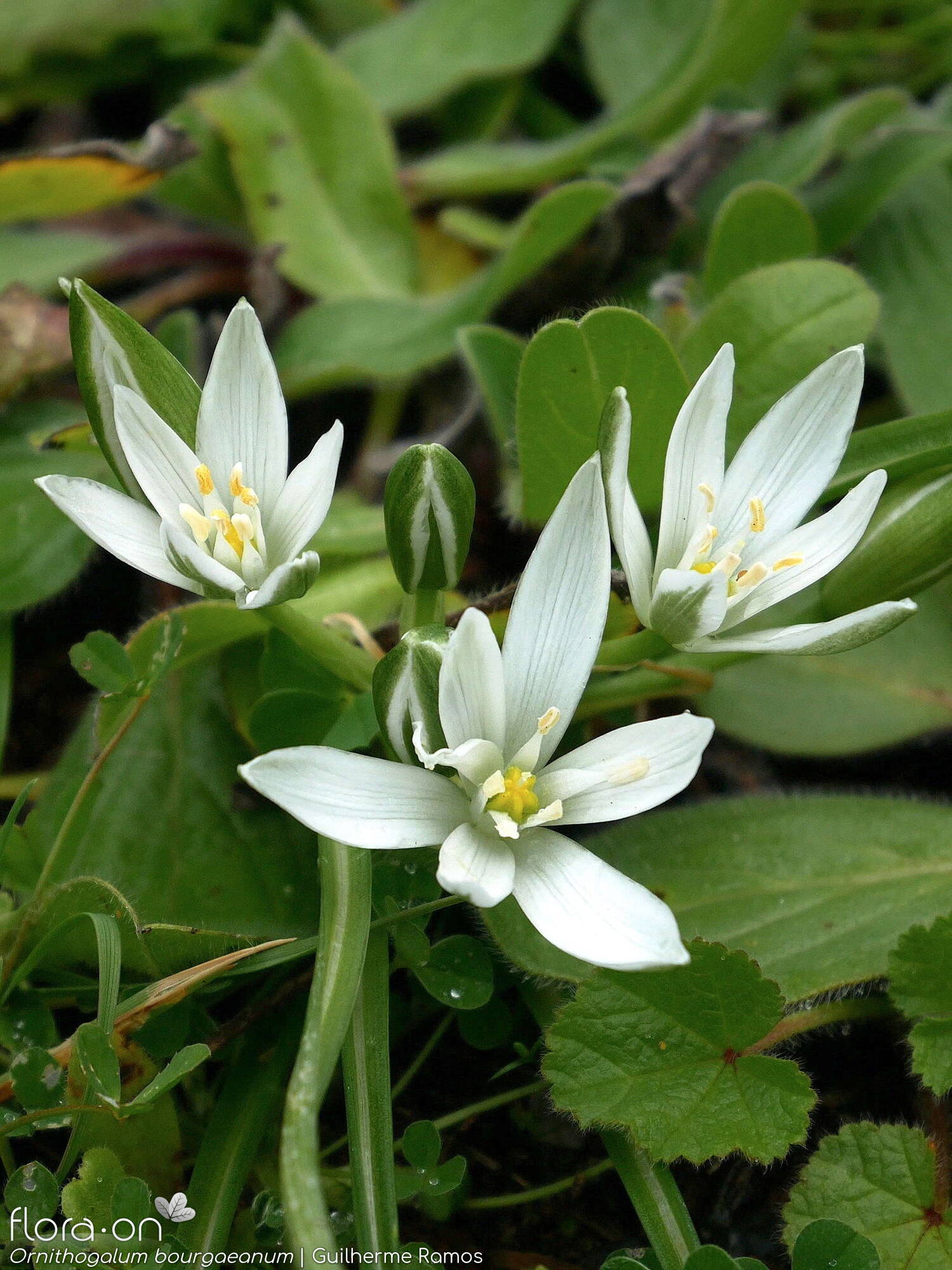 Ornithogalum orthophyllum-(1) - Flor (geral) | Guilherme Ramos; CC BY-NC 4.0