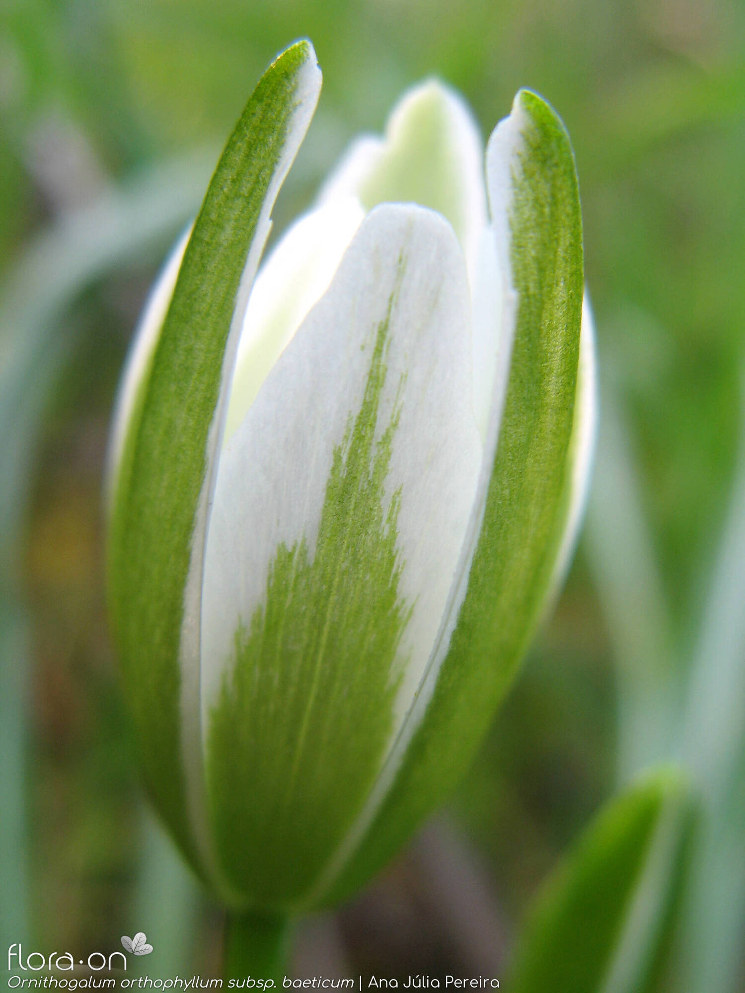 Ornithogalum orthophyllum-(1) - Flor (close-up) | Ana Júlia Pereira; CC BY-NC 4.0