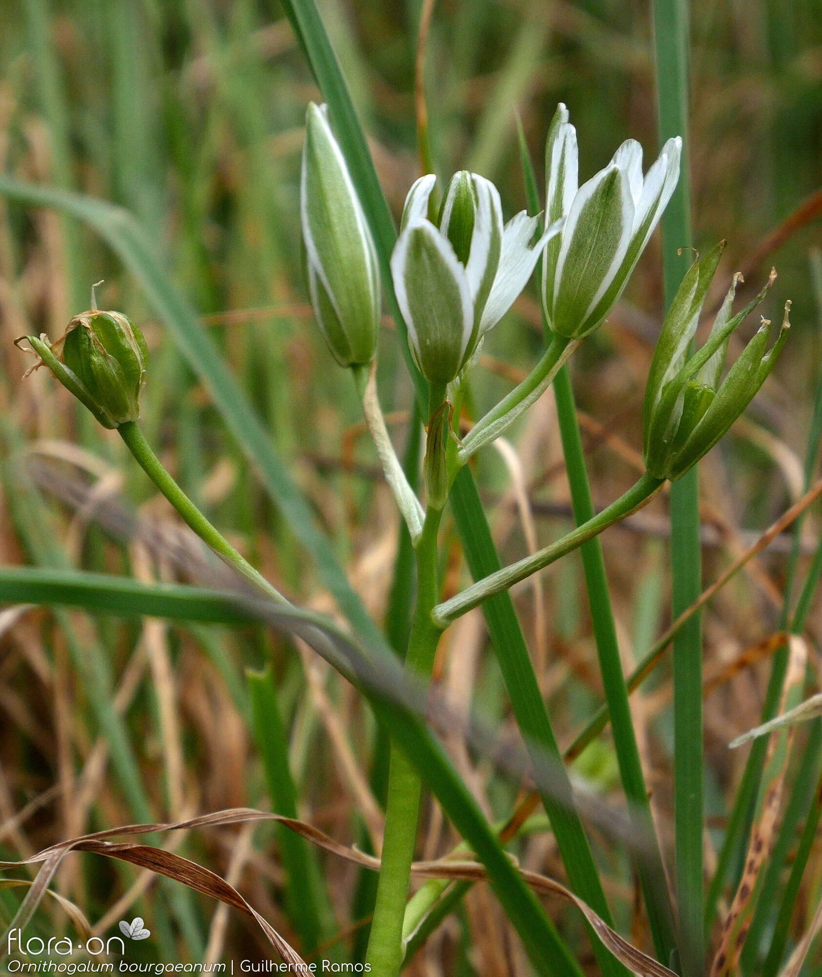 Ornithogalum orthophyllum-(1) - Flor (geral) | Guilherme Ramos; CC BY-NC 4.0