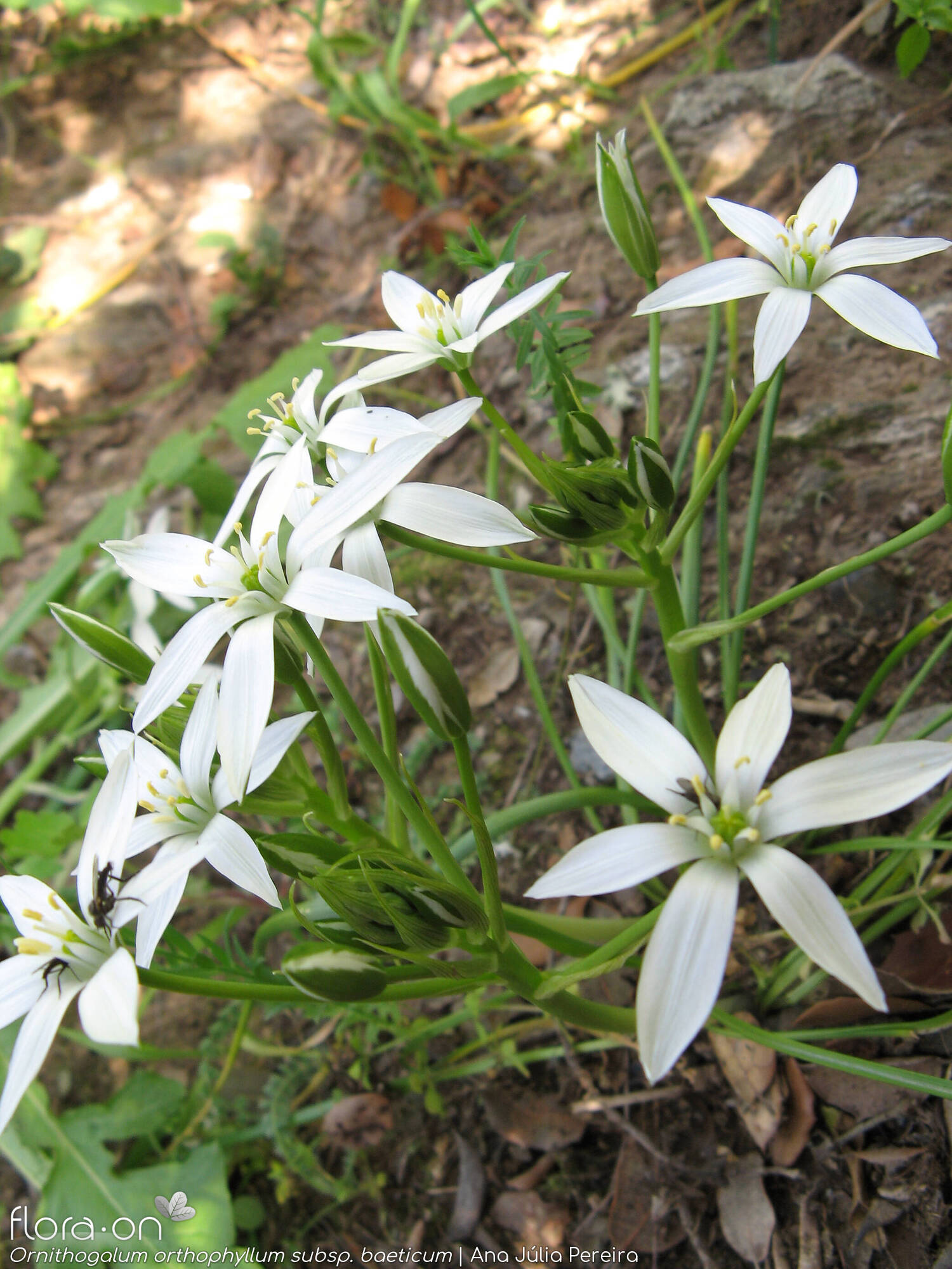 Ornithogalum orthophyllum-(1) - Hábito | Ana Júlia Pereira; CC BY-NC 4.0
