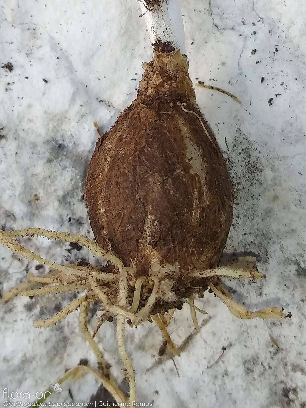 Ornithogalum orthophyllum-(1) - Raiz | Guilherme Ramos; CC BY-NC 4.0