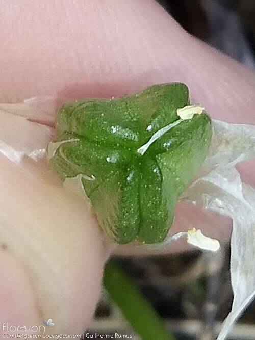 Ornithogalum orthophyllum-(1) - Fruto | Guilherme Ramos; CC BY-NC 4.0