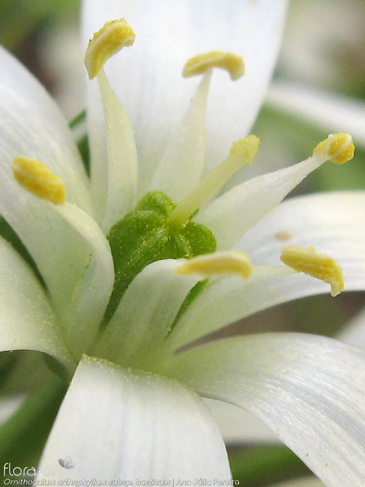 Ornithogalum orthophyllum-(1) - Estruturas reprodutoras | Ana Júlia Pereira; CC BY-NC 4.0