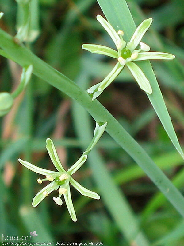 Ornithogalum pyrenaicum pyrenaicum - Flor (close-up) | João Domingues Almeida; CC BY-NC 4.0