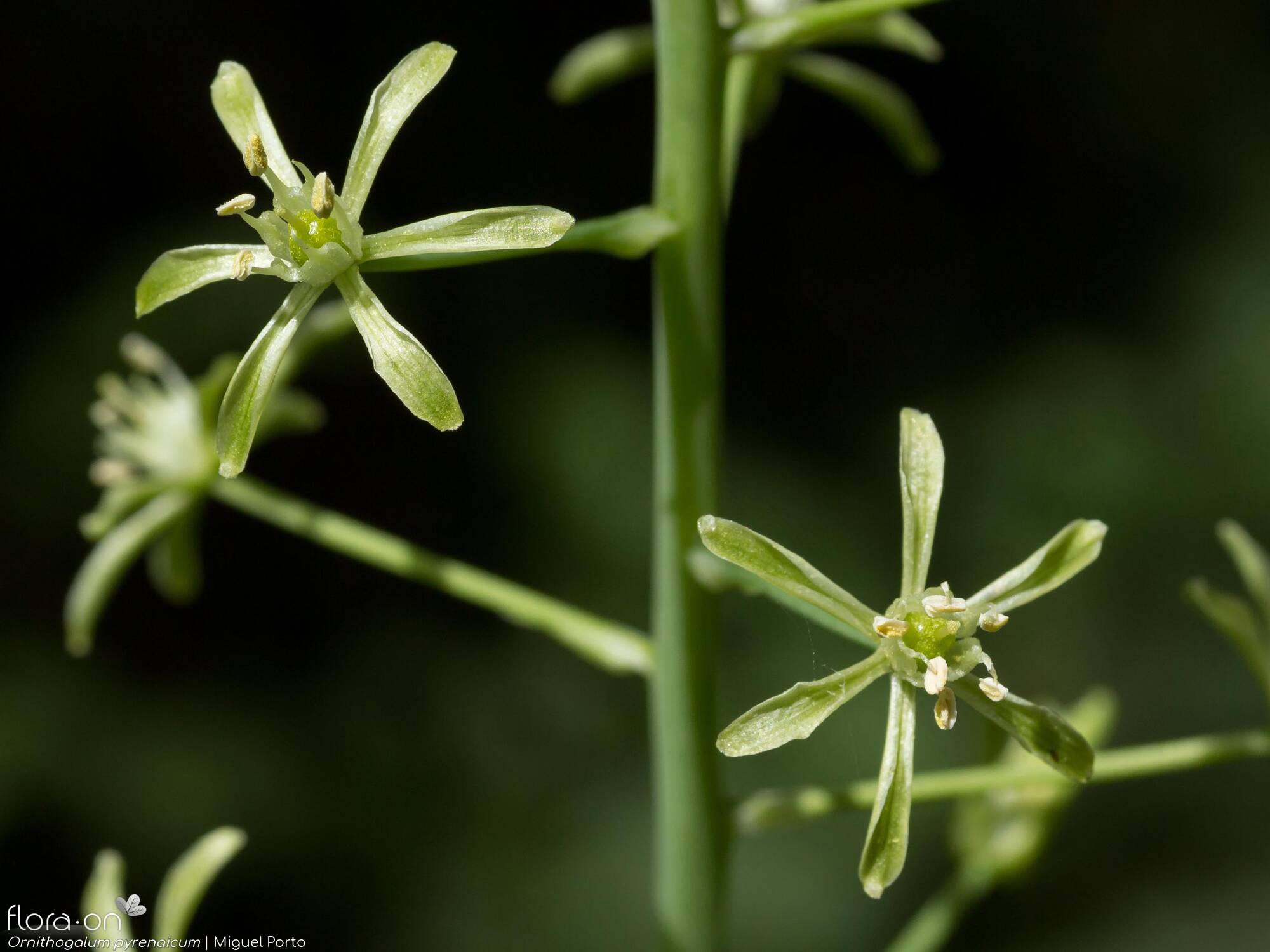 Ornithogalum pyrenaicum pyrenaicum - Flor (close-up) | Miguel Porto; CC BY-NC 4.0