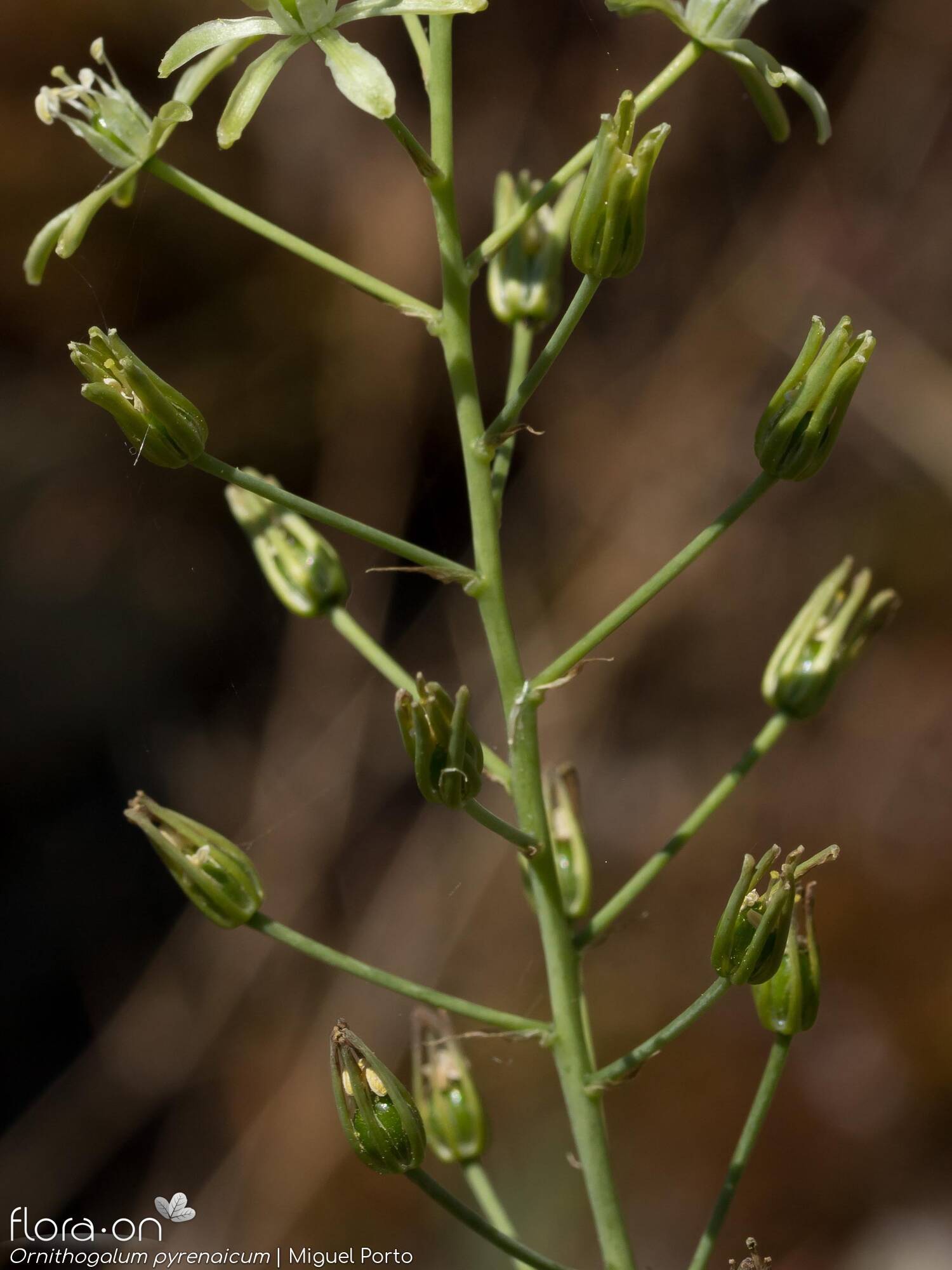 Ornithogalum pyrenaicum pyrenaicum - Fruto | Miguel Porto; CC BY-NC 4.0