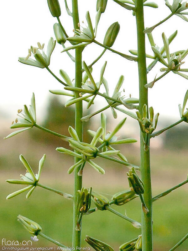 Ornithogalum pyrenaicum pyrenaicum - Flor (geral) | Ana Júlia Pereira; CC BY-NC 4.0