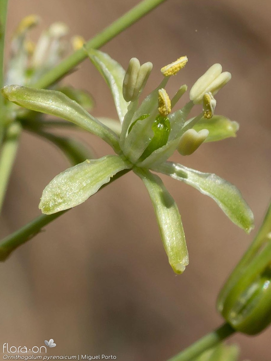 Ornithogalum pyrenaicum pyrenaicum - Flor (close-up) | Miguel Porto; CC BY-NC 4.0