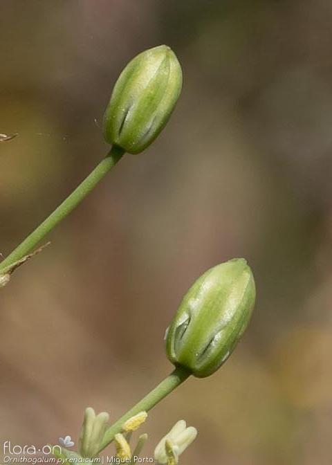 Ornithogalum pyrenaicum pyrenaicum - Botão | Miguel Porto; CC BY-NC 4.0