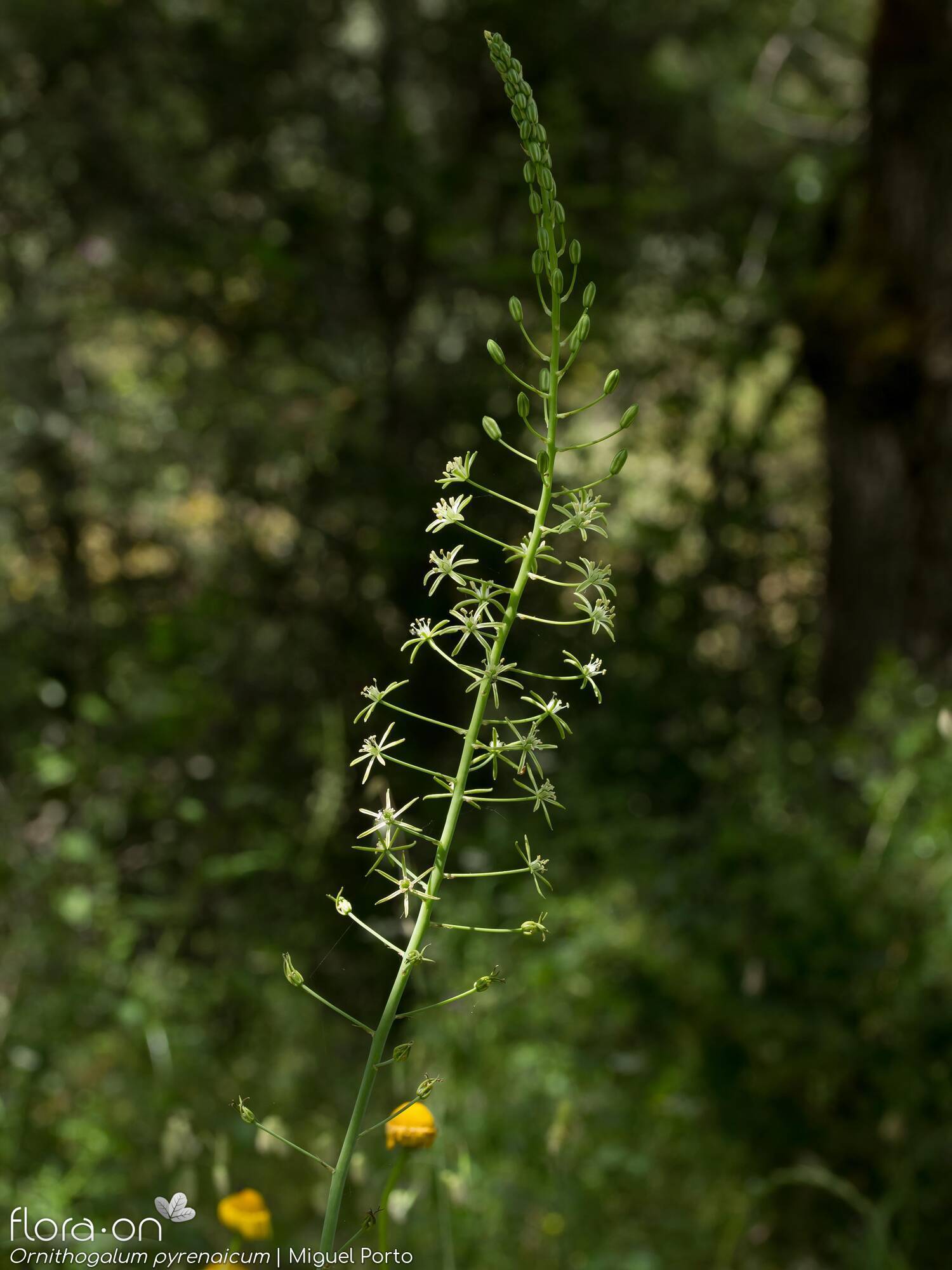 Ornithogalum pyrenaicum pyrenaicum - Flor (geral) | Miguel Porto; CC BY-NC 4.0