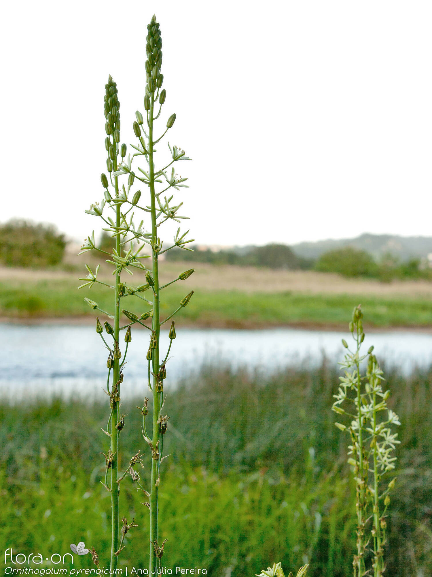 Ornithogalum pyrenaicum pyrenaicum - Hábito | Ana Júlia Pereira; CC BY-NC 4.0