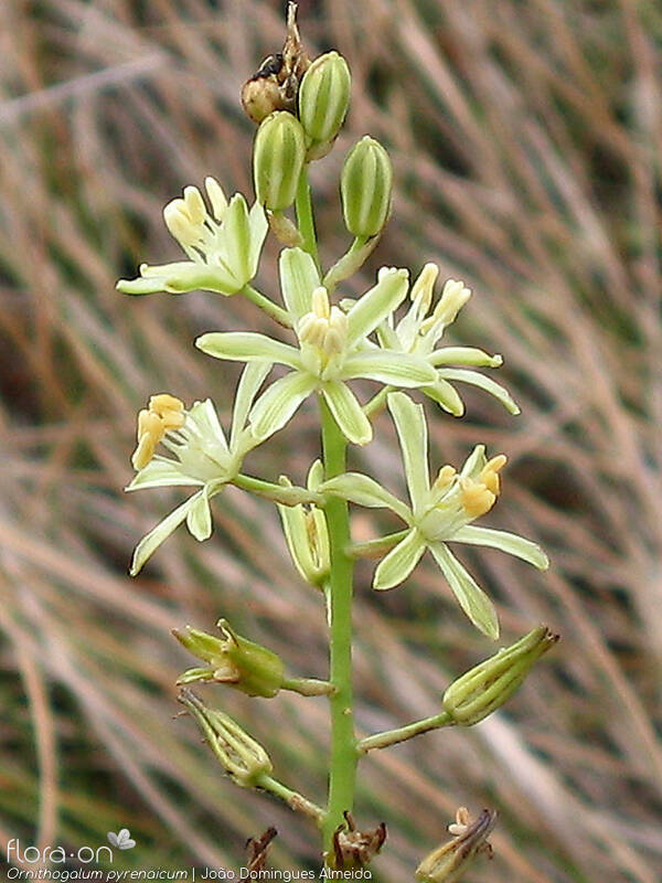 Ornithogalum pyrenaicum pyrenaicum - Flor (geral) | João Domingues Almeida; CC BY-NC 4.0