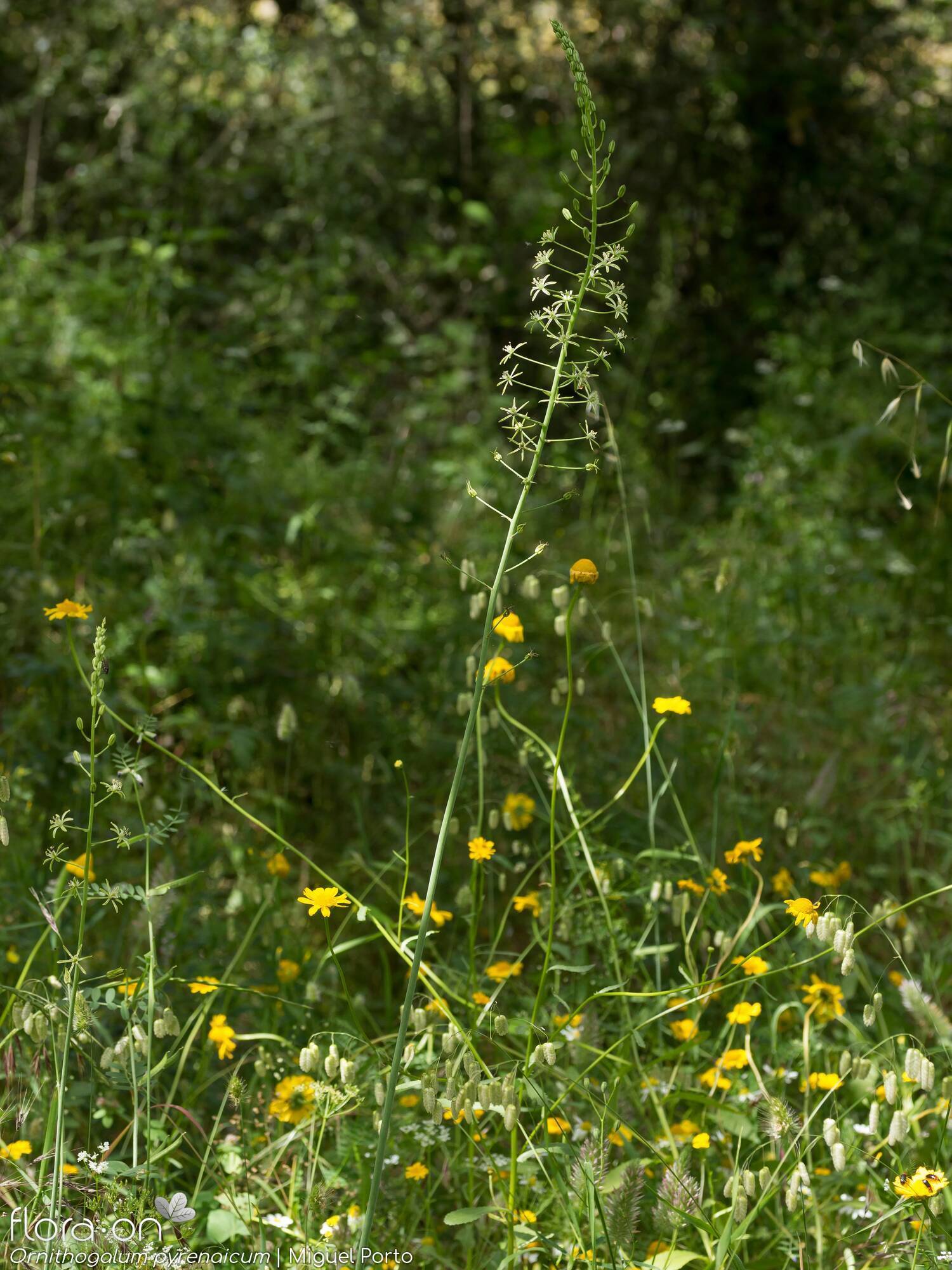 Ornithogalum pyrenaicum pyrenaicum - Hábito | Miguel Porto; CC BY-NC 4.0