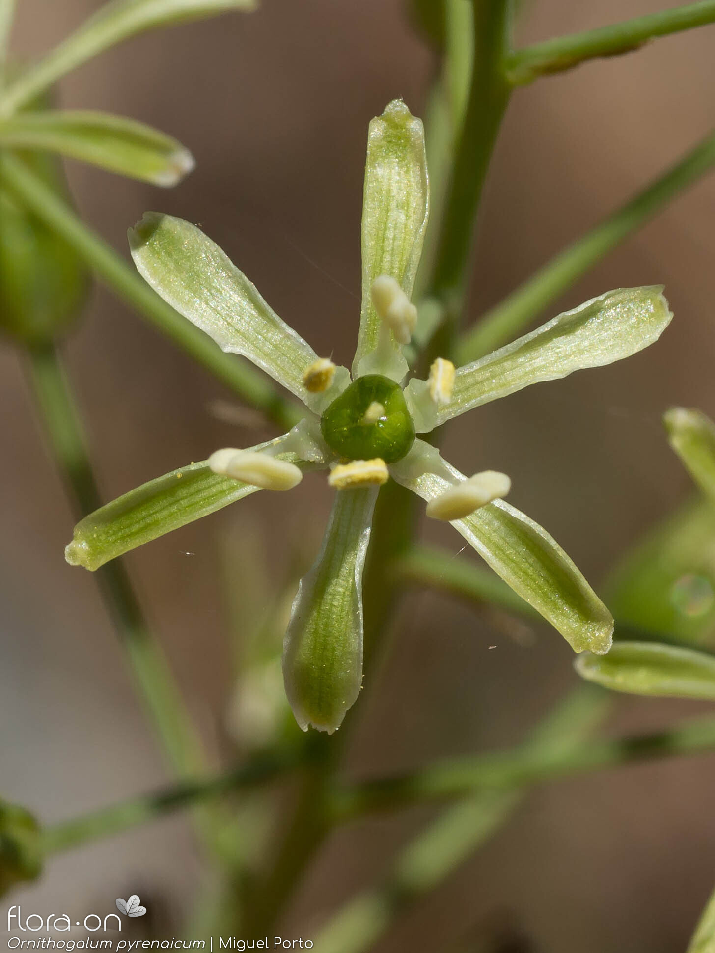 Ornithogalum pyrenaicum pyrenaicum - Flor (close-up) | Miguel Porto; CC BY-NC 4.0