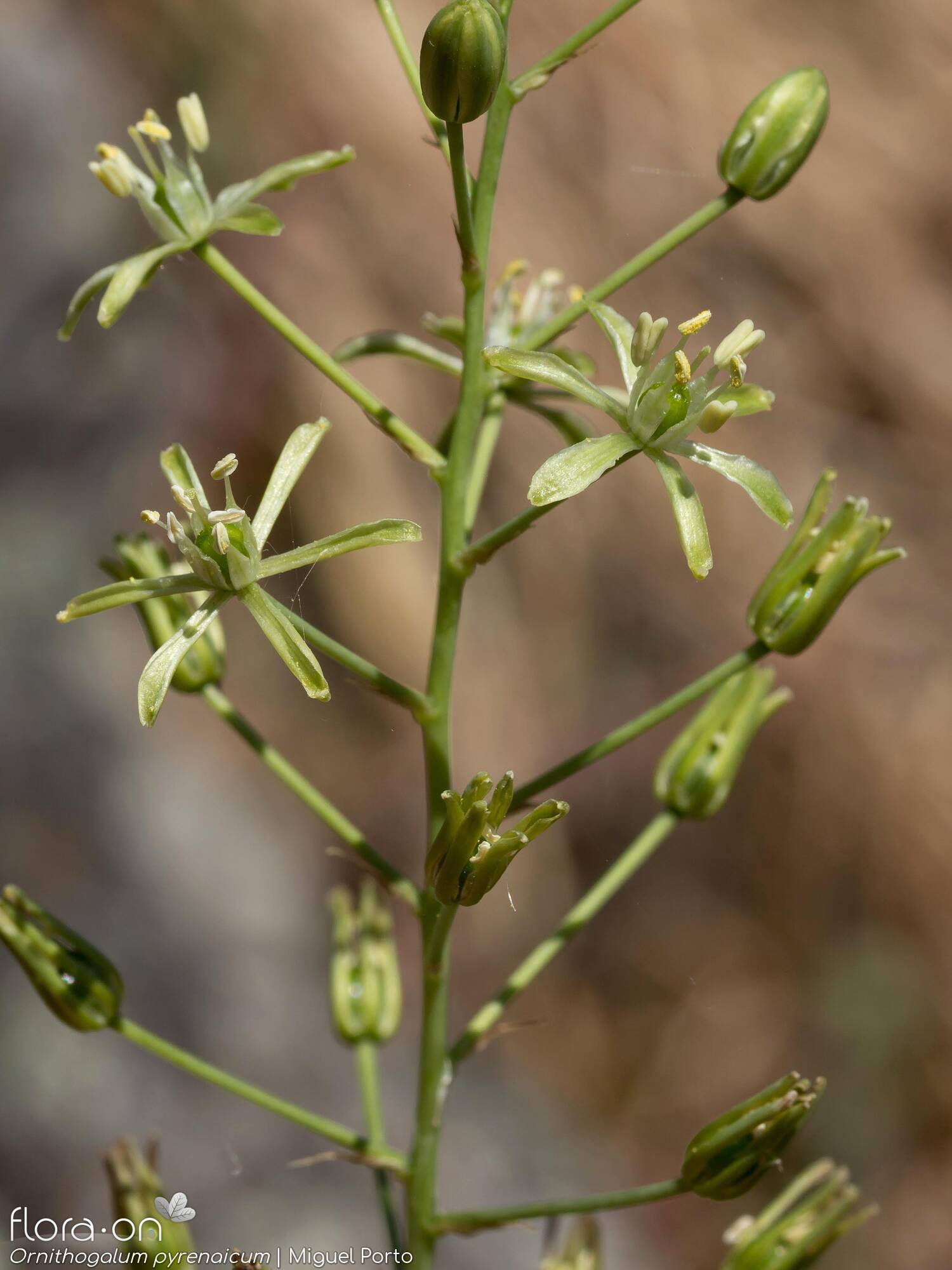 Ornithogalum pyrenaicum pyrenaicum - Flor (geral) | Miguel Porto; CC BY-NC 4.0